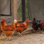 Sst.. Ada Peluang Besar di Bisnis Ayam Broiler