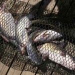 Simak Cara Budidaya Ikan Lele yang Mudah dan Murah