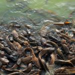 Cara Budidaya Ikan Lele di Kolam Tembok